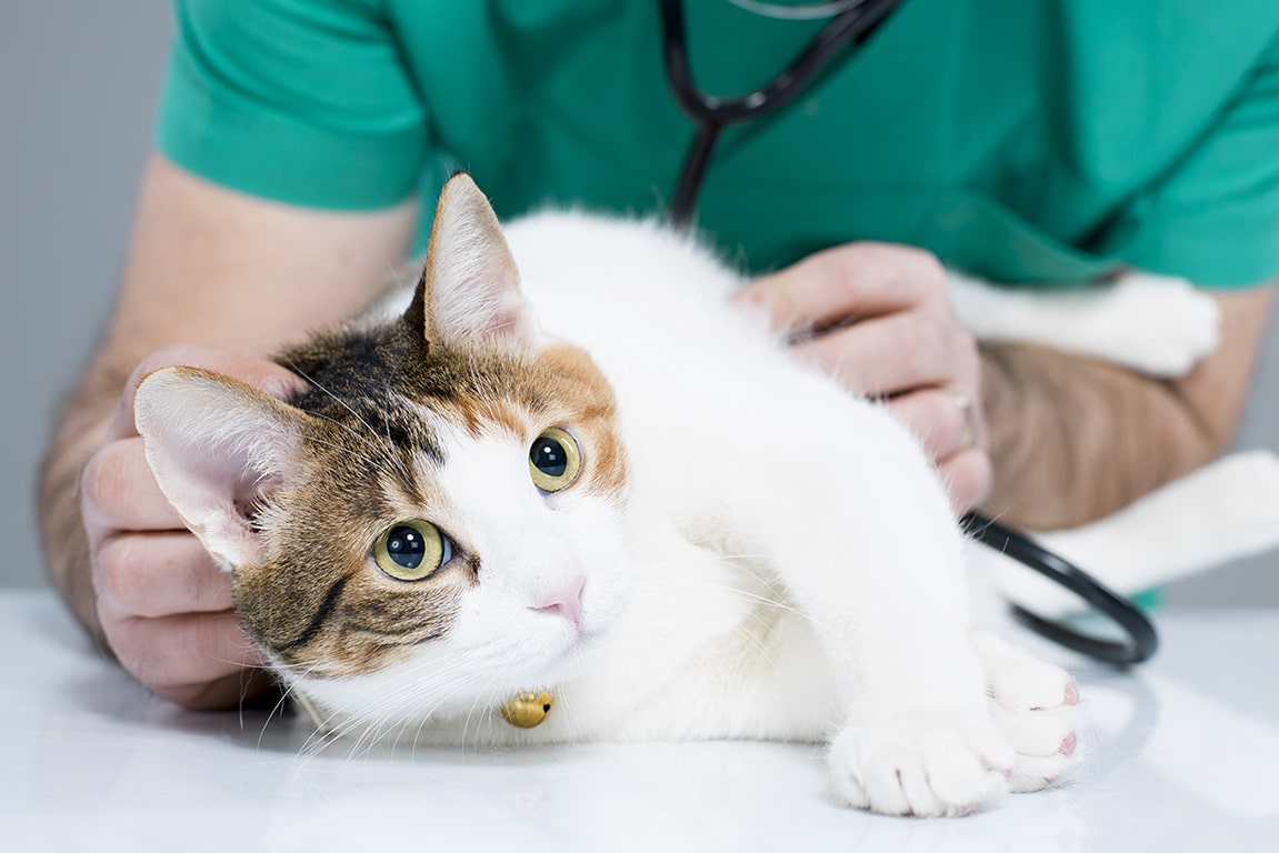 urgence santé animale